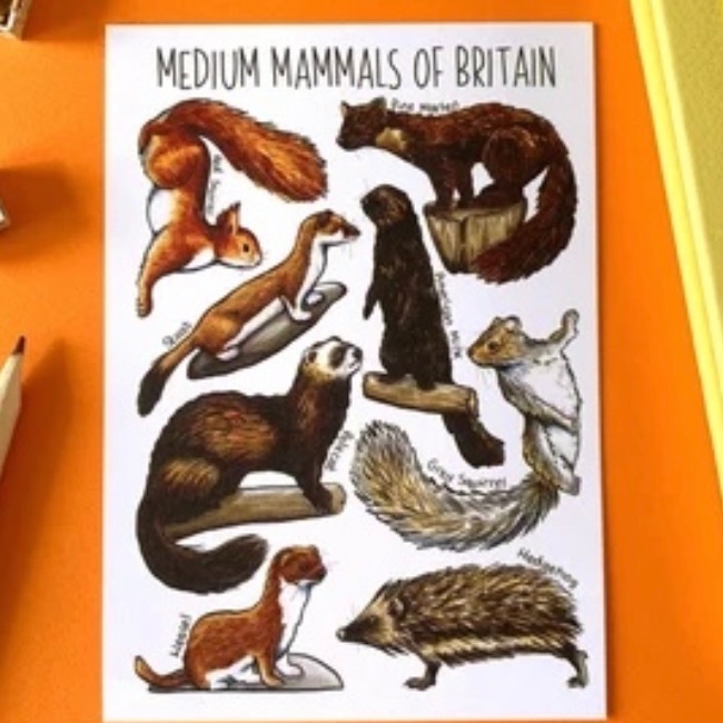 Medium Mammals of Britain