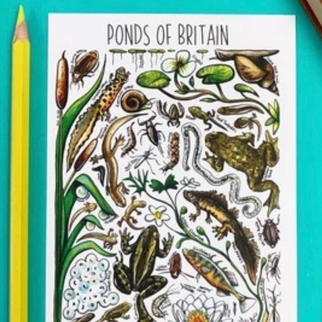 Ponds of Britain