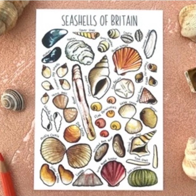 Seashells of Britian Flashcard