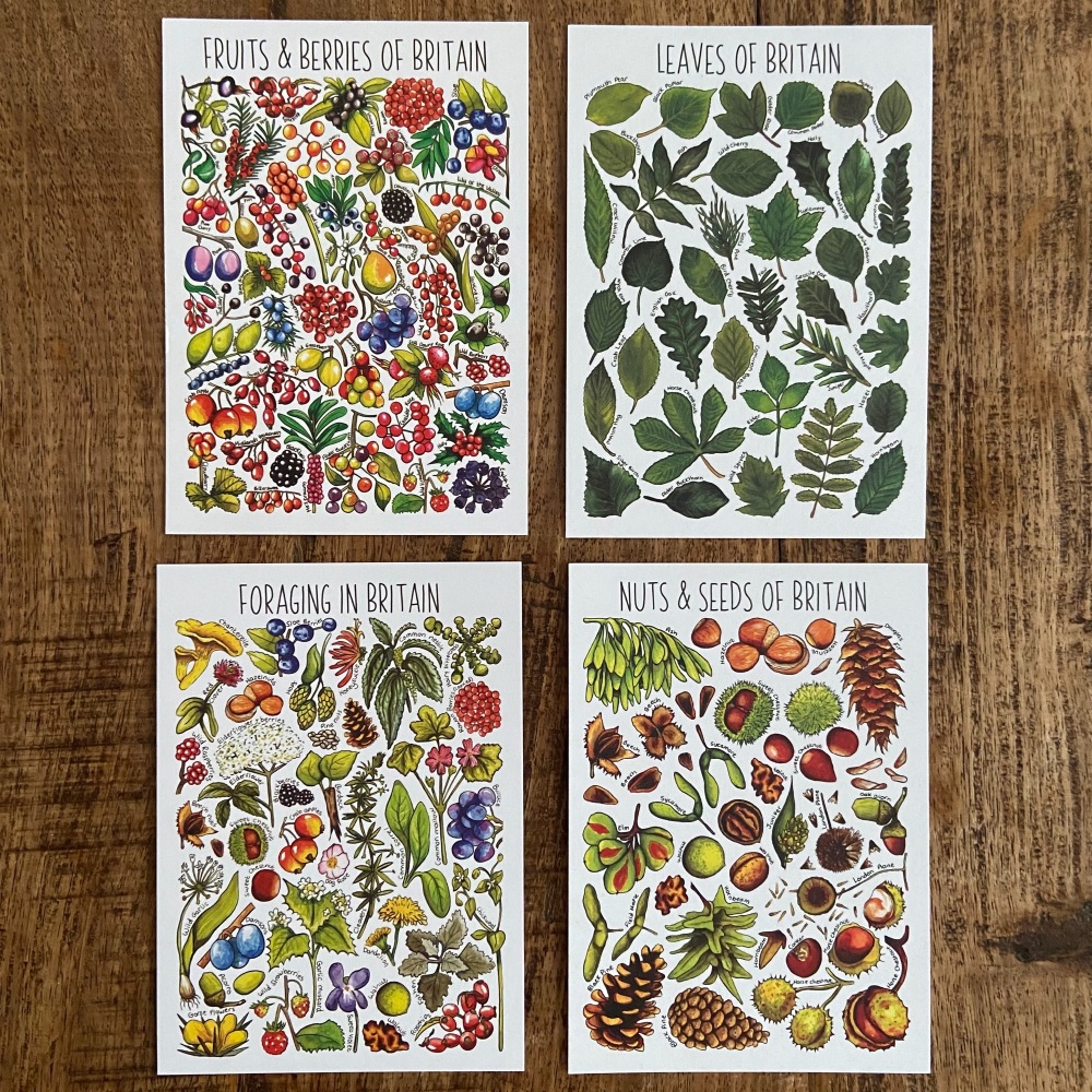 British Widlife Flashcards - plant life  - Pack of 4