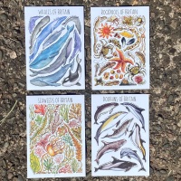 British Wildlife Flashcards - Ocean - Pack of 4