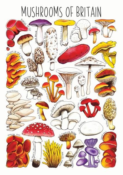 Mushrooms of Britain