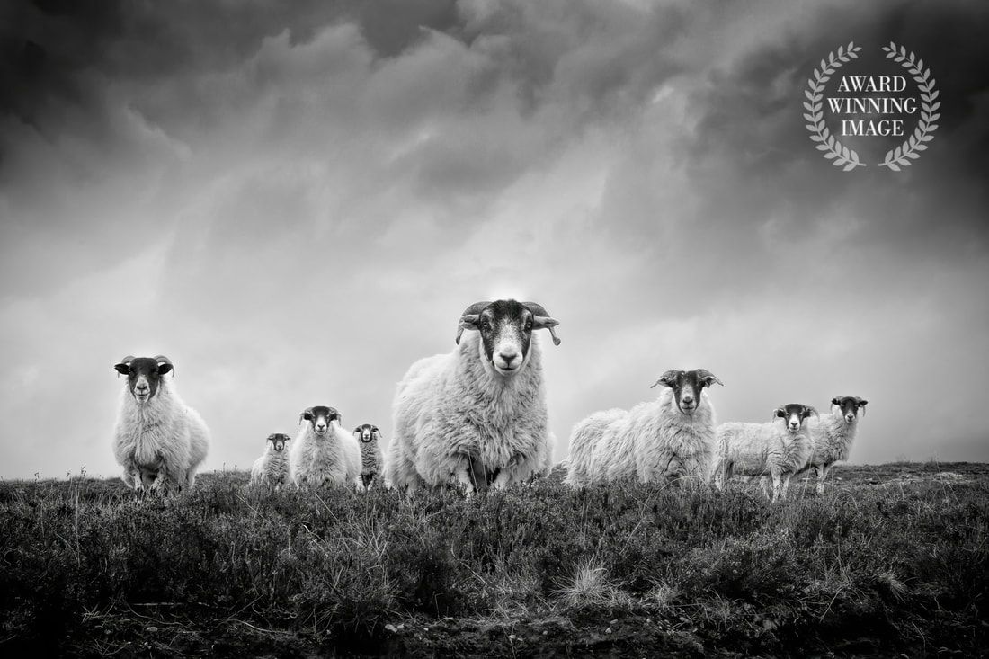 105-moorland-sheep-awaqrd-winning-image_orig