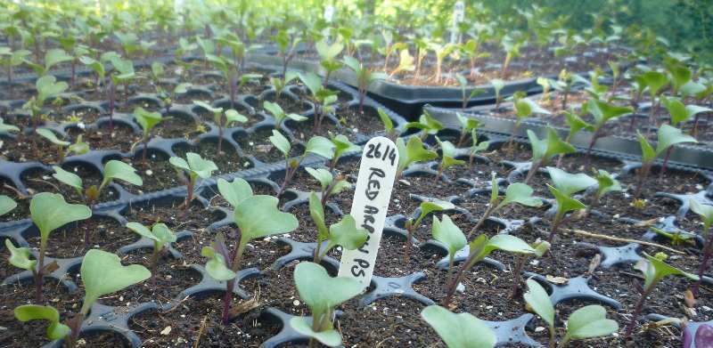 RedArrowSeedlings