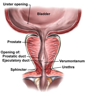 prostatitis-symptoms-in-men