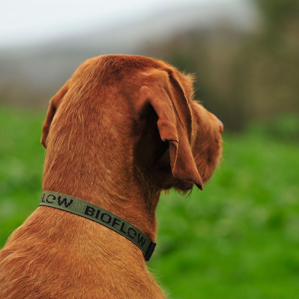 Bioflow Dog Collar - Olive