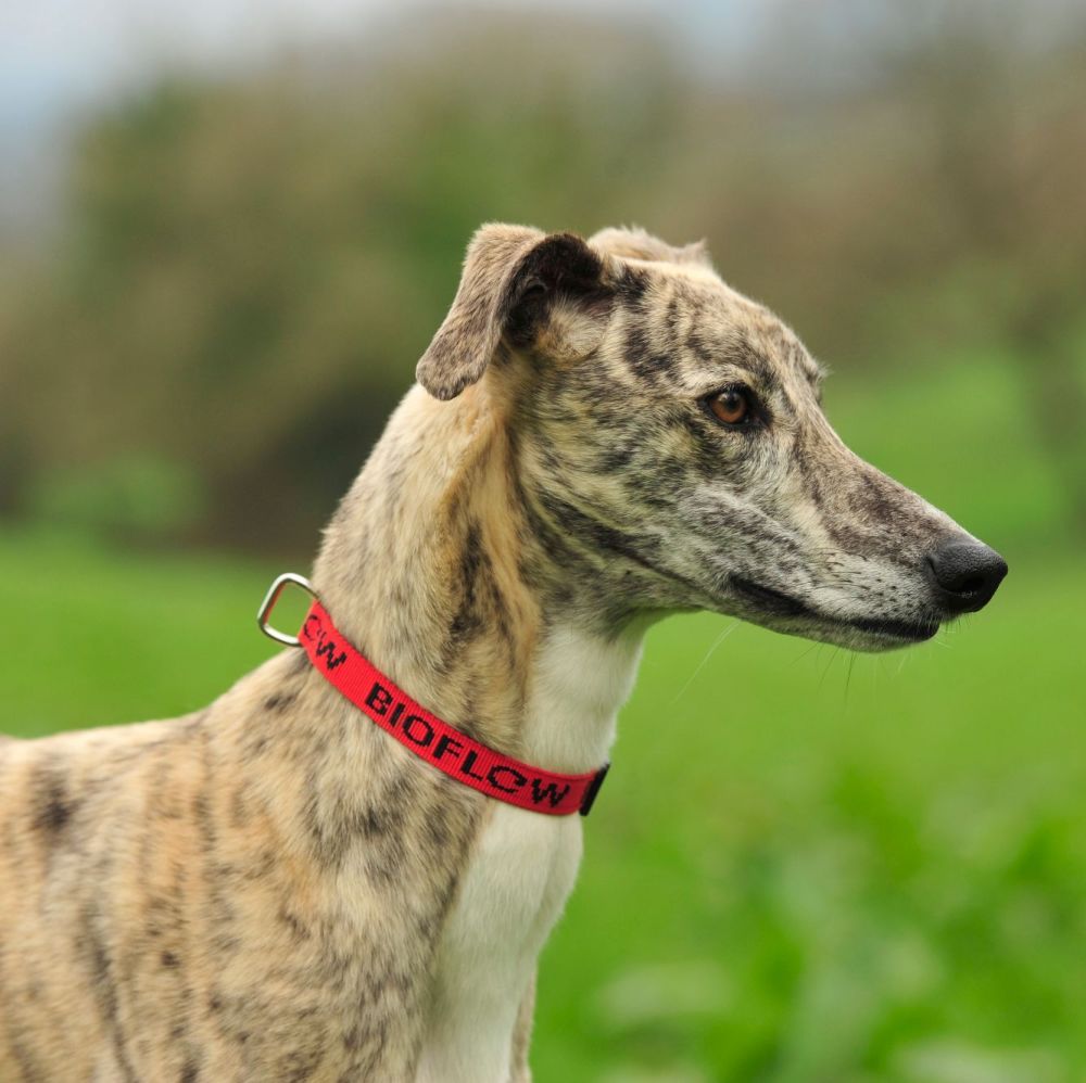 Bioflow Dog Collar - Red