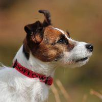 Bioflow Dog Collar - Red