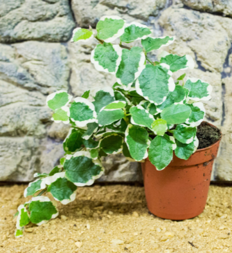 Live plant ficus pumila 5cm pot