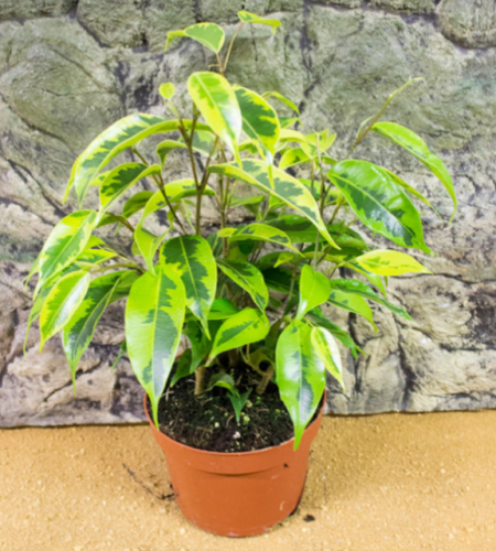 Live plant ficus benjami