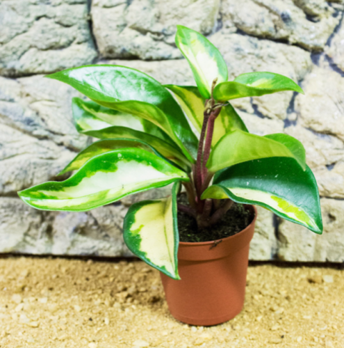 Live plant Hoya tricolour 5cm pot