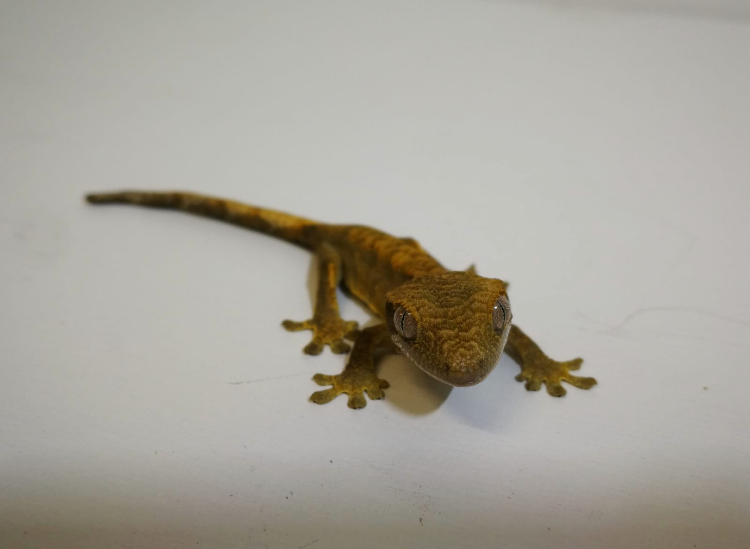 CRESTED GECKOS