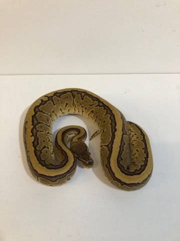 Baby Phantom pinstripe royal python