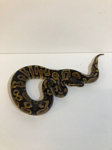 Baby Yellowbelly Royal Python