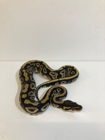 Baby Mojave Royal Python