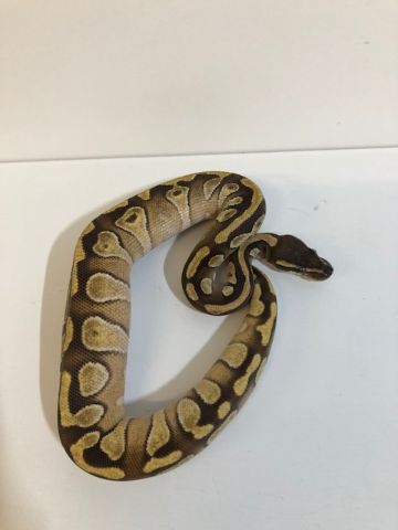 Baby Mochi Royal Python
