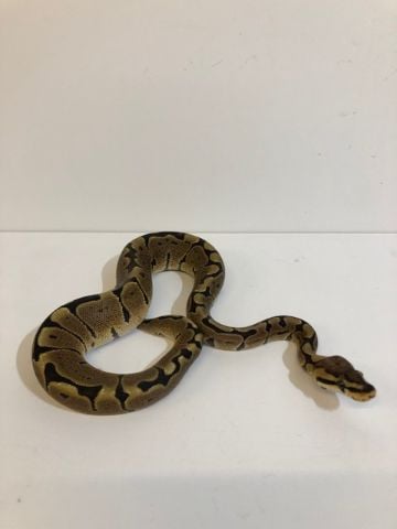 Baby Woma Royal Python