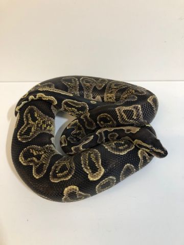 Adult GHI Royal Python