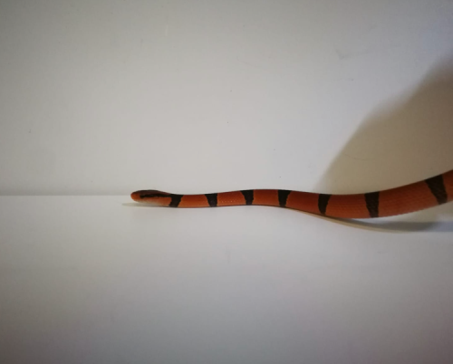 Baby Yunnan Rat Snake