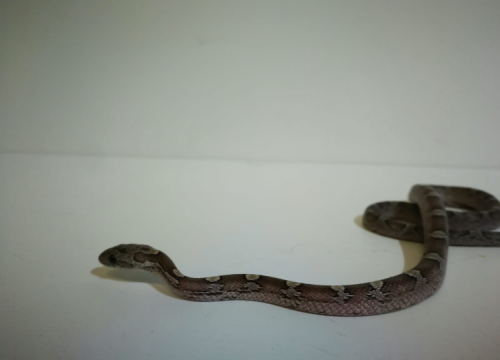 Baby Granite Corn snake