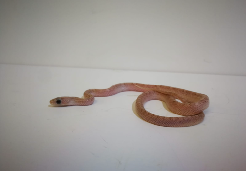 Baby Pewter Corn snake