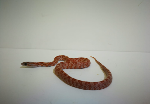 Baby Lava Corn snake