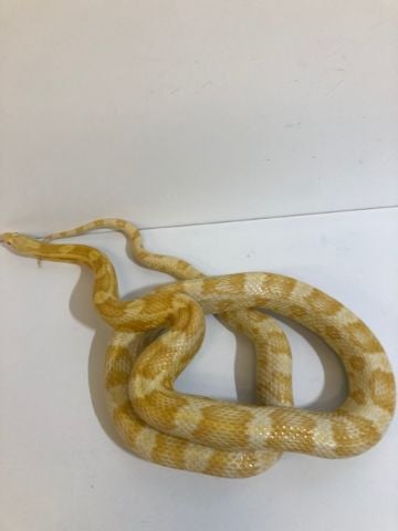 Adult Male butter Corn snake