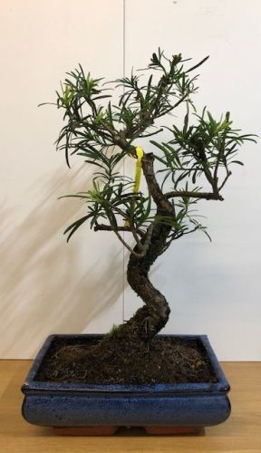 Buddhist Pine (Podocarpus)
