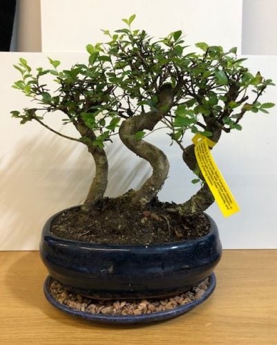 Triple trunk chinese elm (zelkova)