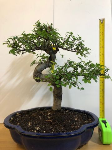 Large Chinese elm (Zelkova)