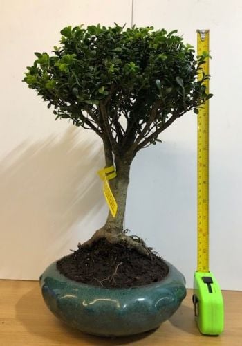 Japanese holly (Ilex crenata)