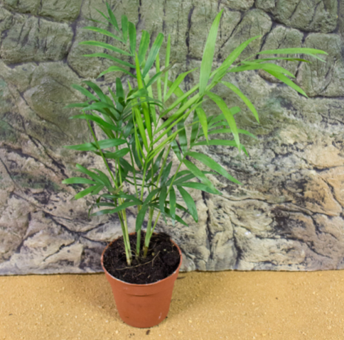 Palm plant