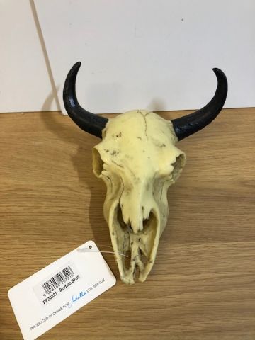 Buffalo skull