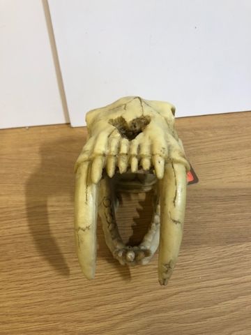 Saber tooth tiger skull