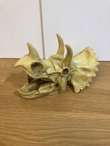 Dinosaur Skull