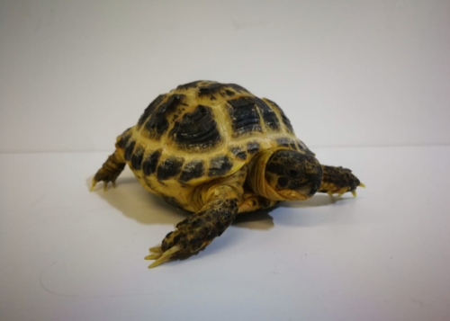 Baby Horsfield Tortoise
