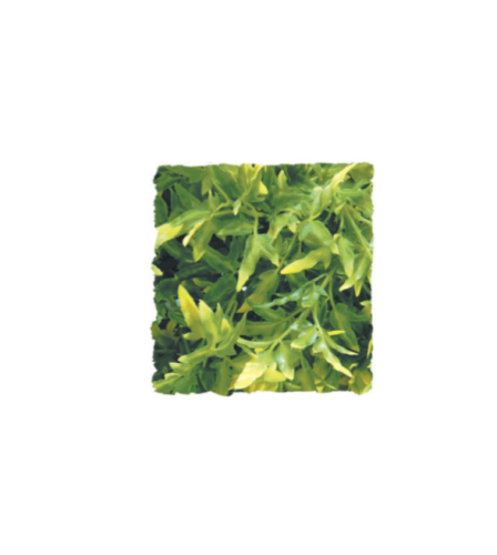 <!--008-->Bolivian Croton MEDIUM