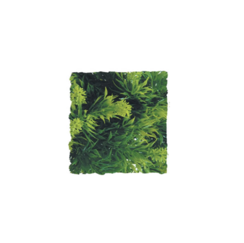 <!--022-->Malaysian Fern SMALL