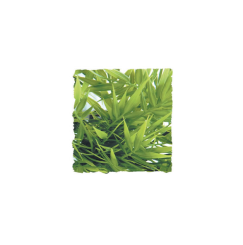 <!--019--->Madagascan Bamboo SMALL