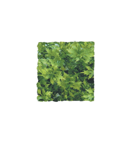 <!--006-->Australian Maple LARGE