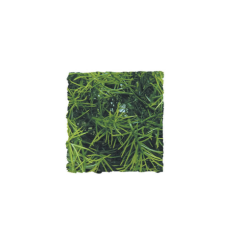 <!--017-->Cashuarina MEDIUM