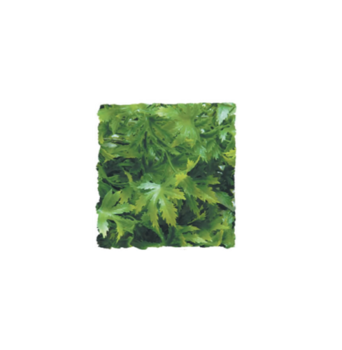 <!--015-->Cannabis LARGE