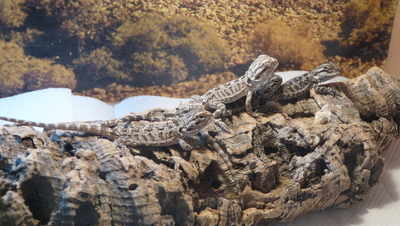 Bearded Dragon babies