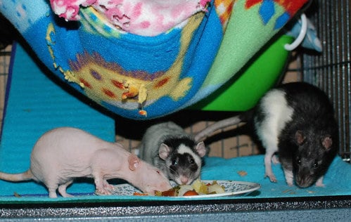 Bean, Minca and Pogo