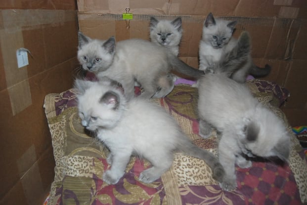 Foster Kittens 3