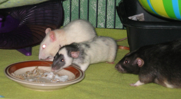 Gizmo, Minca and Merlin