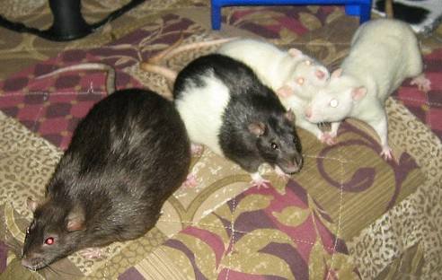 Gizmo, Nibs, Bosco and Bug