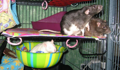 Gizmo, Merlin and Bug