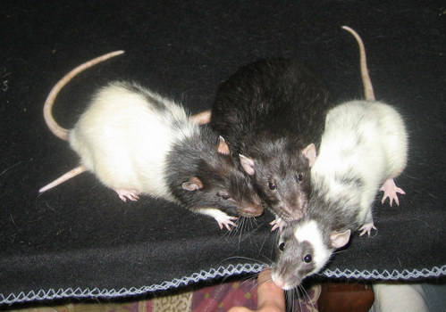 Munster, Merle and Minca