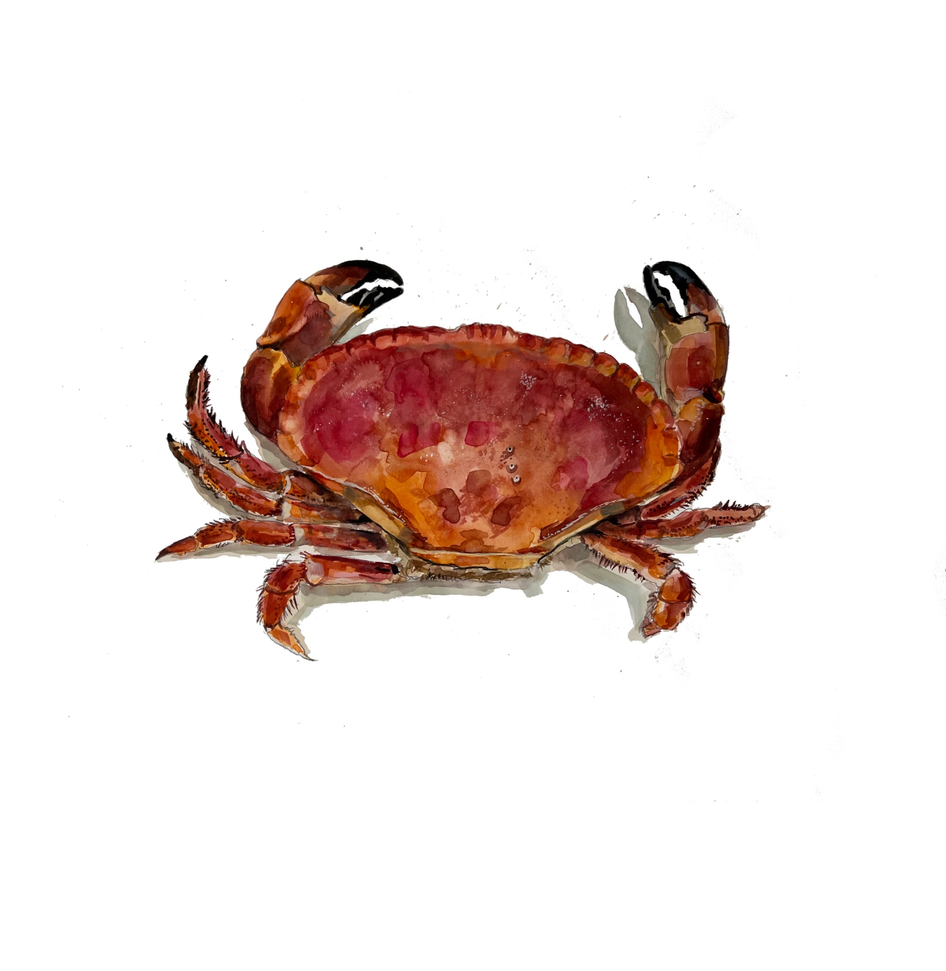 Crab copy.jpg